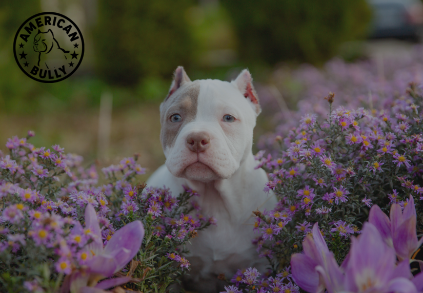 The Ultimate Guide to Pet-Friendly Events This Spring For Your American Bully