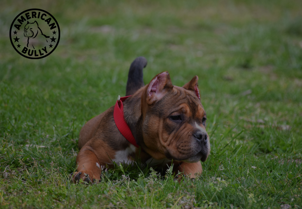 American Bully and Kids: Age-Appropriate Training Tips for Family Life