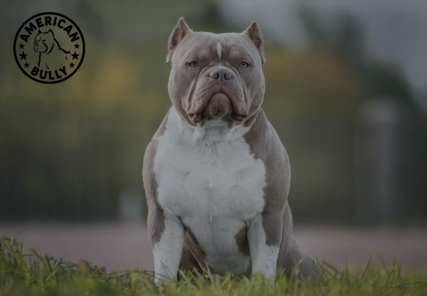 Paw-fect Parenting: Avoiding Common Mistakes for A Happy and Healthy American Bully