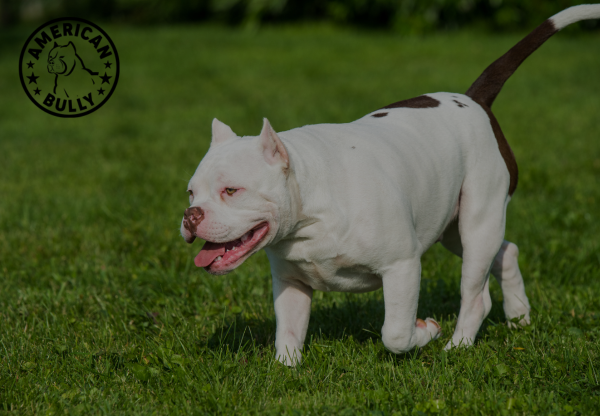 Mental Stimulation: Keeping Your American Bully's Mind Sharp