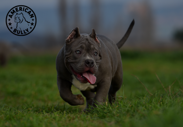 Seasonal Allergies in American Bullies: Prevention and Care
