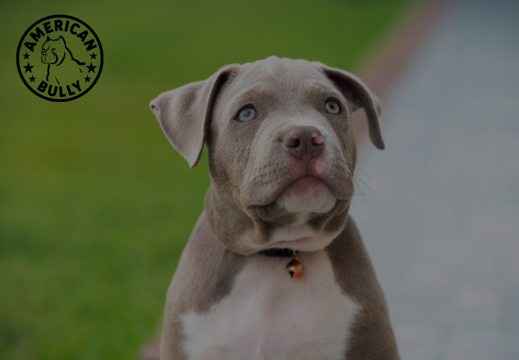 From Puppy to Pro: Agility Training Routines for American Bullies