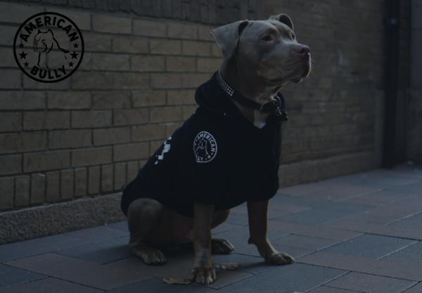 A Guide to Choosing the Perfect Dog Coat for Your American Bully