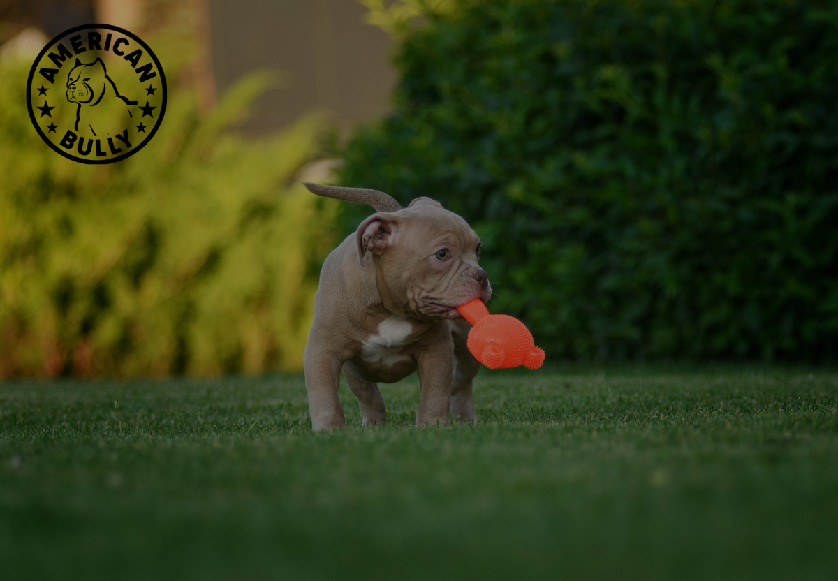 Designing a Bully-Friendly Home: Safety and Comfort Tips