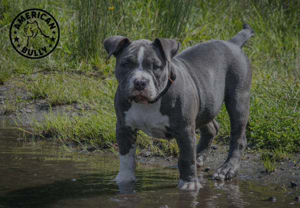 5 Rainy Day Walking Essentials For Your American Bully