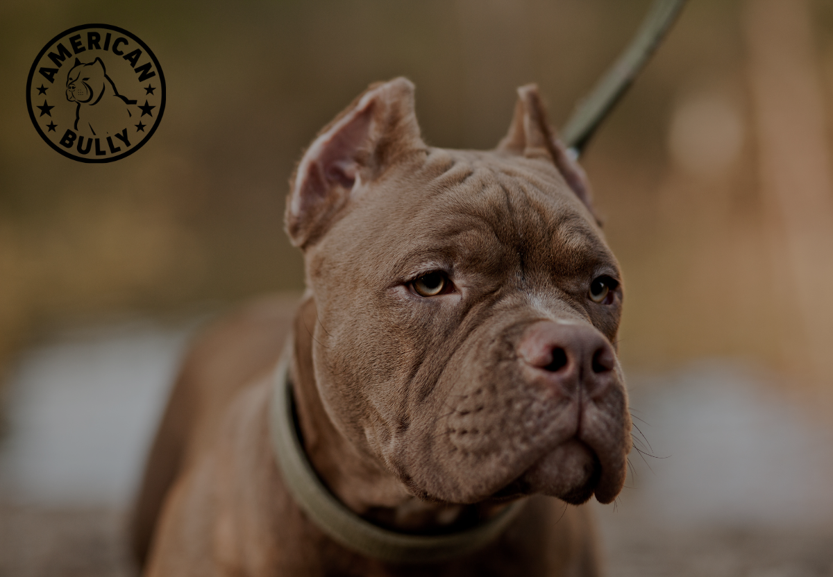 Traveling with Your American Bully: Tips for a Smooth Journey