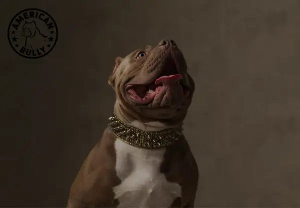 A Call for Reevaluation: The American XL Bully Dog Breed Ban in the UK