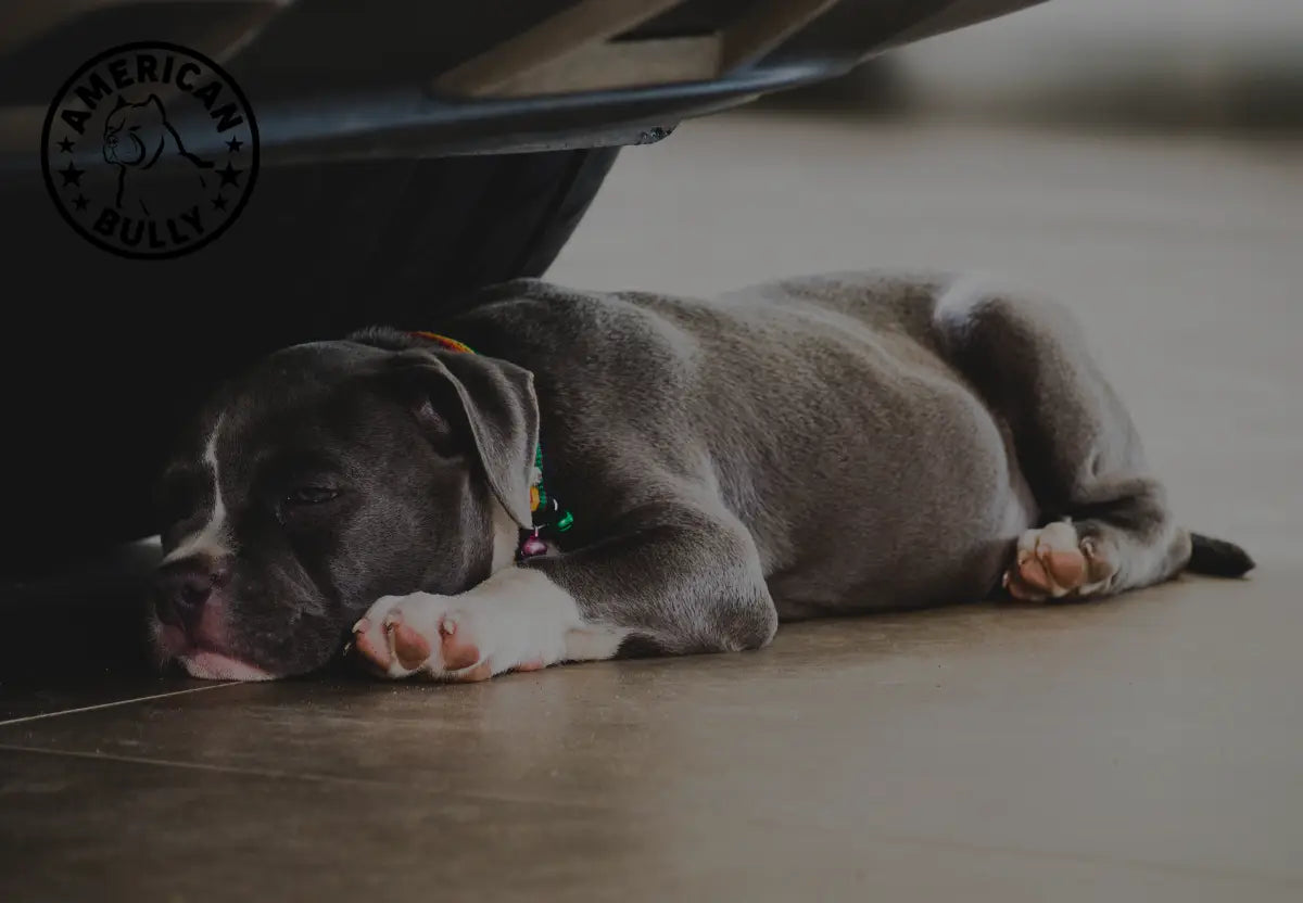Addressing Separation Anxiety in American Bullies: