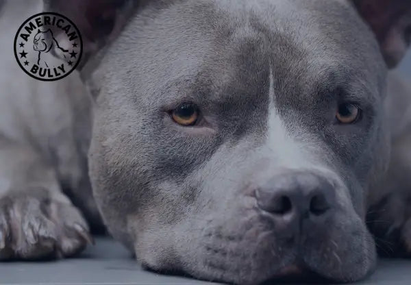 All About Blue Nose American Bullies A Unique Breed