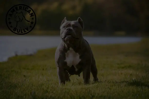 American Bullies and “Jaw Locking” Rumors