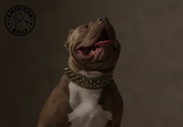American bully 2024 as guard dog