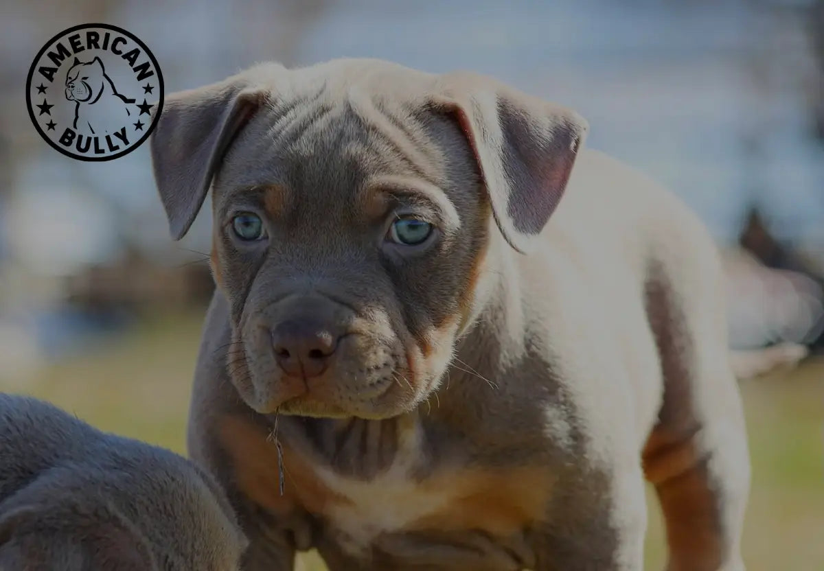 American Bully Behavior Essentials: What You Need to Know