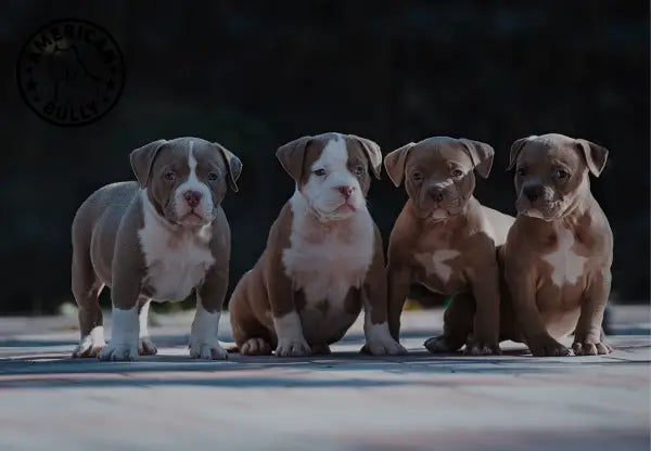 American Bully Colors