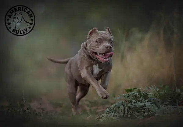 American Bully Dogs, Bully Puppies - Bully Care & Breed Types