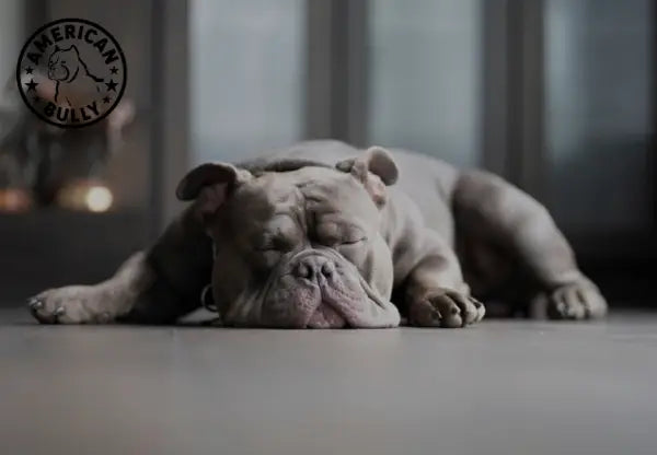 American Bully: Health Problems