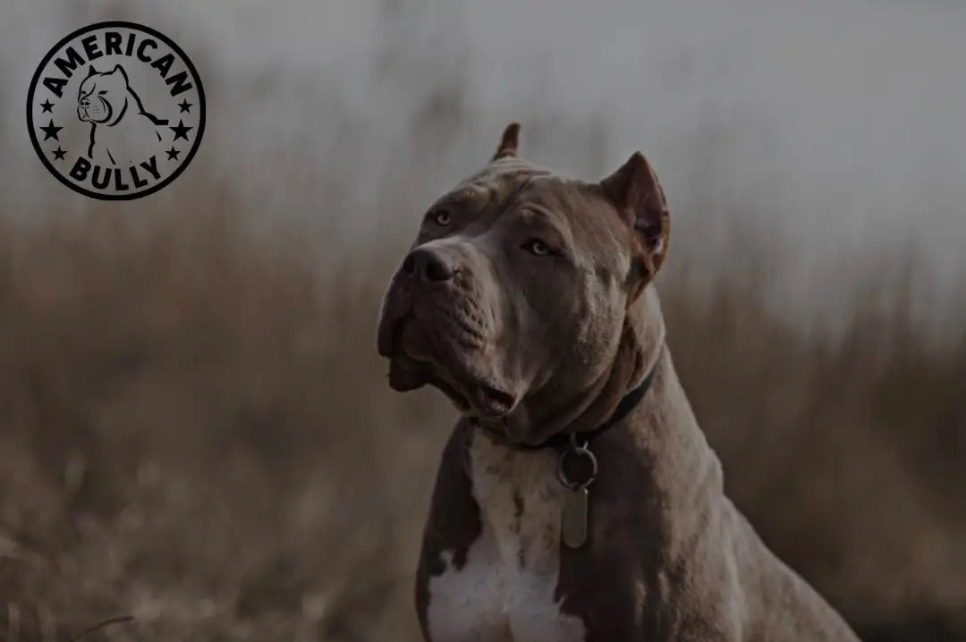 American Bully Standard