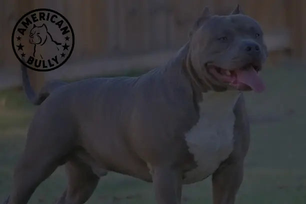Blue hot sale pitbull xl