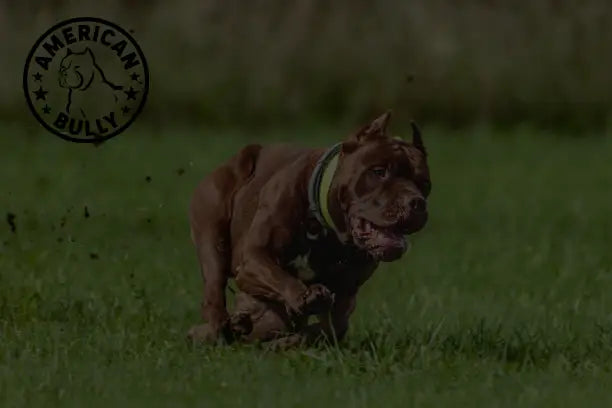 American Bullys vs. Classic Pitbulls