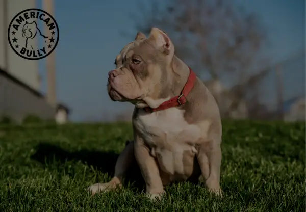 Are American Bullies Friendly To Dogs?