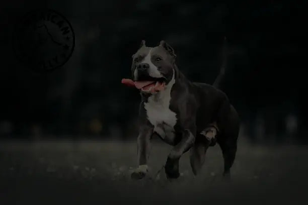 Are American Bully Dogs Aggressive?