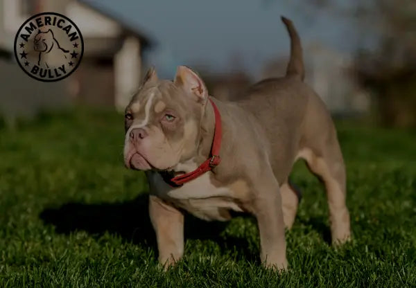 American bully hot sale pocket size dog