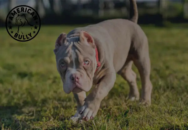 Best toys 2024 for american bully