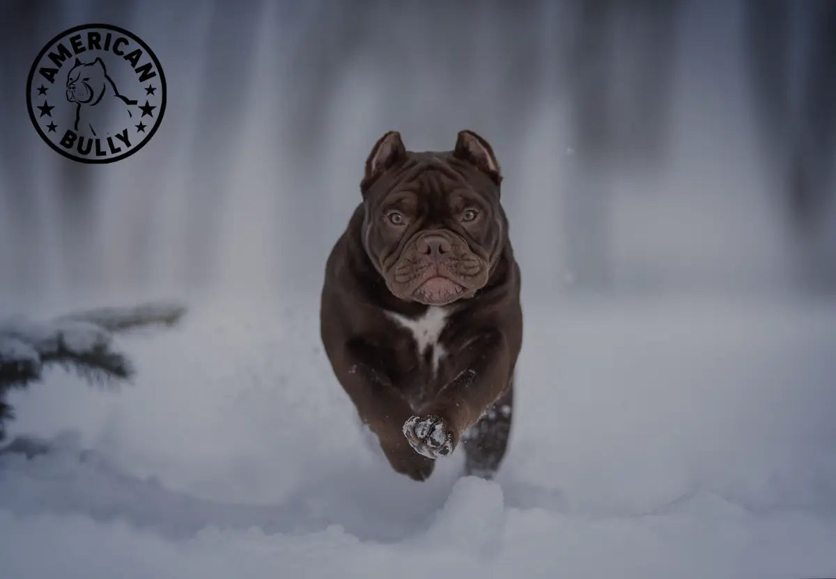 How to Keep Your American Bully Warm Outdoors During Winter