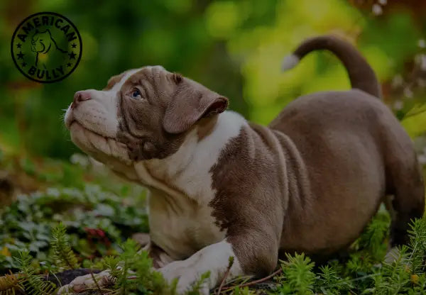 Life Span Of American Bullies