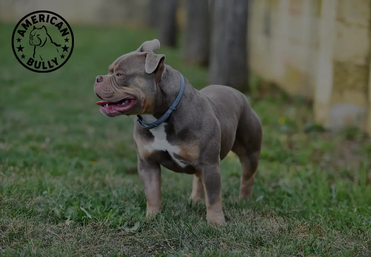 Tech Gadgets for Tracking Your Bully’s Adventures