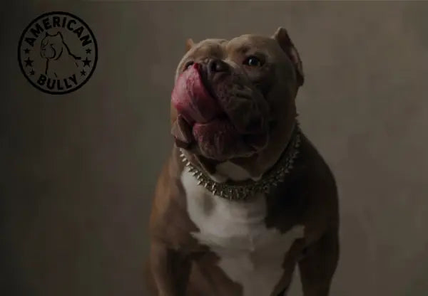 5 Different Types of American Bully - Which One is Yours? 