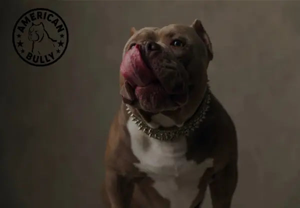 The 5 Best Dog Foods For American Bullies