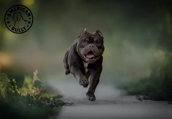 The American Bully: A Docile And Friendly Breed