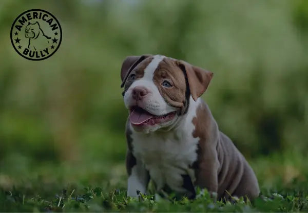 Dogs for 2024 sale american bully