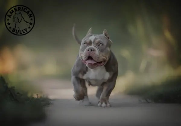 American bully hot sale playing