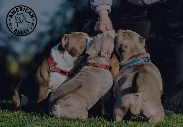 Vitamins for american hot sale bully