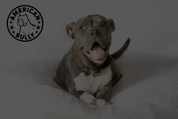 The “Cost” of an American Bully Dog