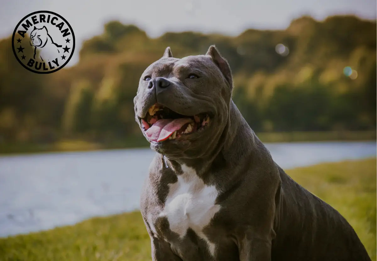 The Impact of Climate on American Bully Health