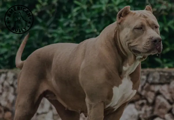 The Truth About American Bully Size How Big Do They Really Get