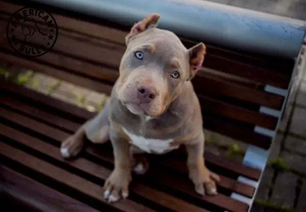 The Verdict Is In: Are American Bully and American Bulldog the Same?