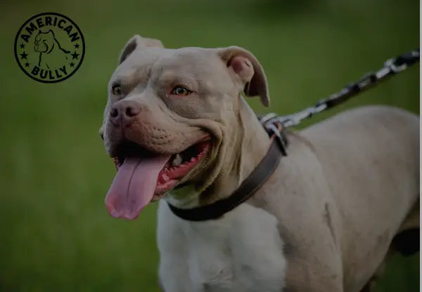 Training Tips and Techniques for American Bullies