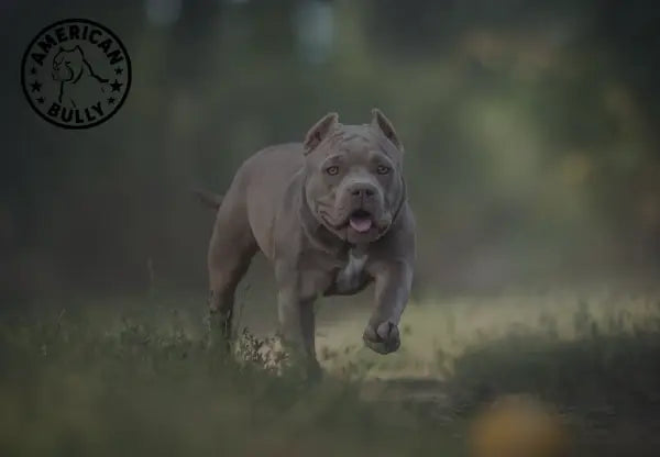 American hot sale bully hypoallergenic