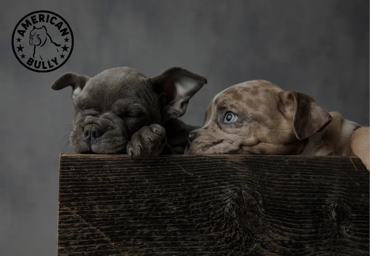 Understanding the Genetics Behind American Bully Coat Colors