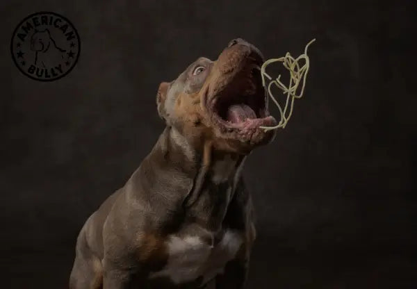 What Do American Bullies Eat?