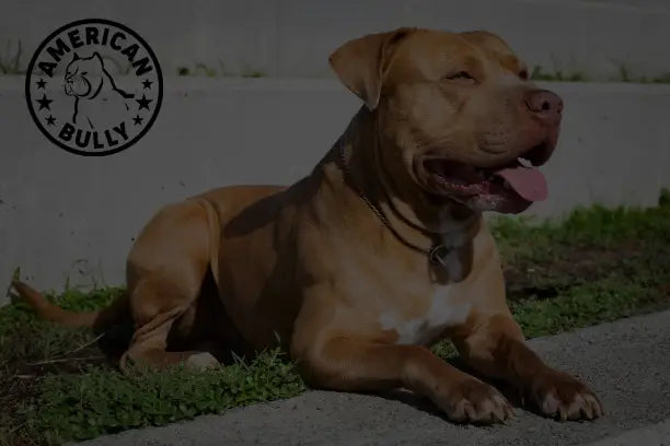 What is the American Bully Mixed With?