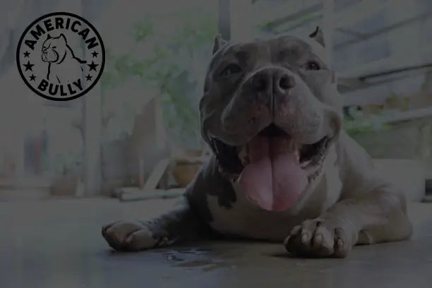 What is the Lifespan of an American Bully?