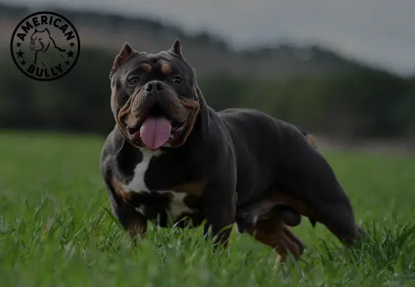 Why Are American Bullies’ Ears Cropped?