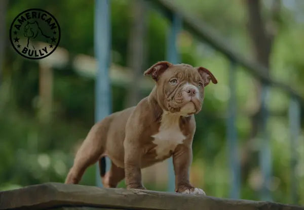 10 Fun Games to Play With Your American Bully This Summer