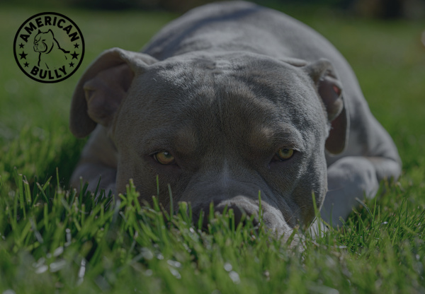 Do You Recognize These 5 Signs Of Stress In Your American Bully?