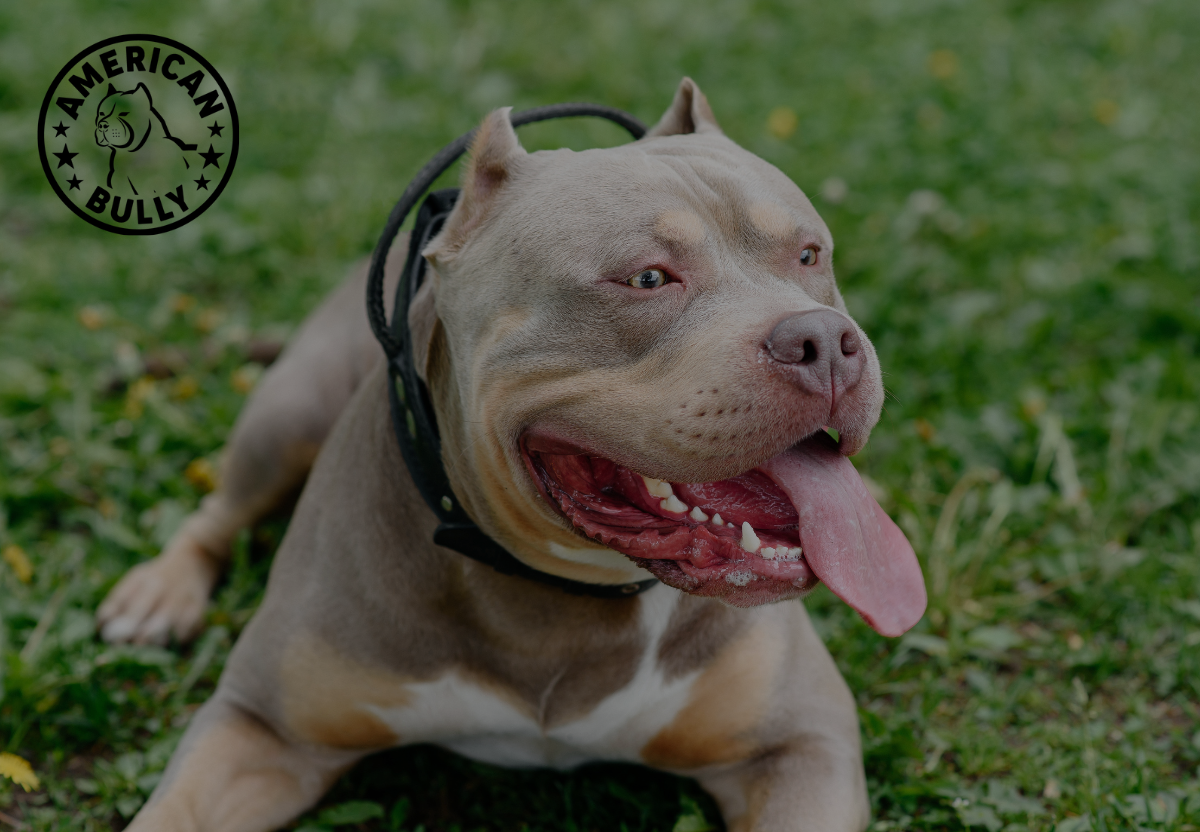 Tips for New American Bully Parents