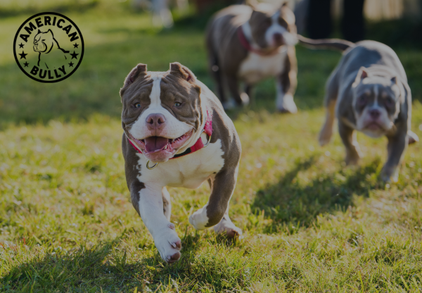 How to Choose the Right Toys for Your American Bully